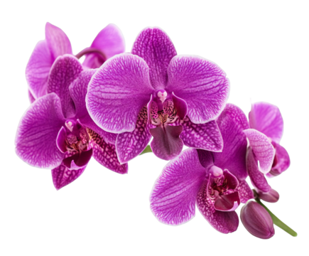Photo of a cluster of vibrant purple and pink orchids with delicate white edges bloom beautifully on a green stem, showcasing natures intricate artistry isolated on transparent background