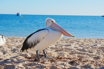 Pelican at Monkey Mia beach in Shark Bay, Western Australia