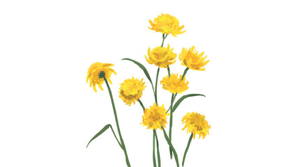 Fototapeta premium A cluster of bright yellow strawflowers on delicate green stems against a white background