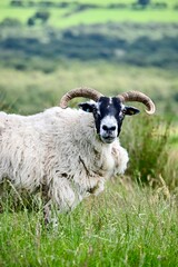 black and white sheep