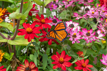 Orange monarch butterfly feeding from pink and red zinnias in flower garden