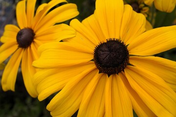 Close up of two black-eyed Susan, or Rudbeckia Hirta, flowers; pair of yellow coneflowers