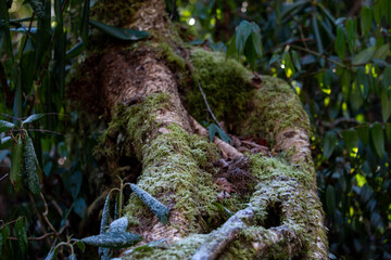 Tree with moss and leaves in the forest