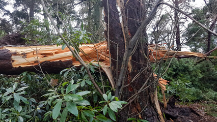 After the storm, fallen trees in woodland ripped apart as heavy storms and strong winds tore through the countryside causing damage and destruction as it went.