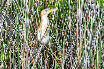 Least Bittern in reeds