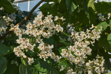 Catalpa flowers and inflorescences on the background of a tree crown. Catalpa blooms in the garden....