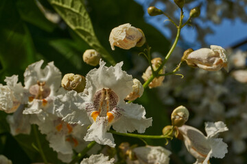 Catalpa flowers and inflorescences on the background of a tree crown. Catalpa blooms in the garden....