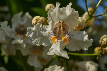 Catalpa flowers and inflorescences on the background of a tree crown. Catalpa blooms in the garden....