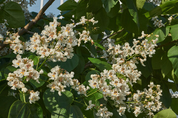 Catalpa flowers and inflorescences on the background of a tree crown. Catalpa blooms in the garden. Catalpa (lat. Catalpa) is a genus of plants in the Bignoniaceae family.