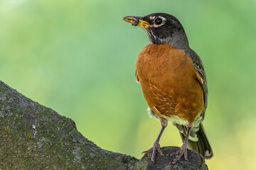 American robin perched in a tree with an insect in its beak.