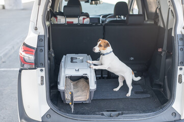 Jack Russell Terrier Dog in Travel Carrier in Car Trunk. 