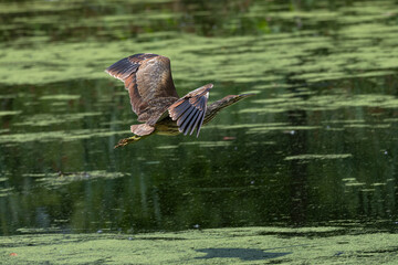 American bittern in flight over a pond with algae.