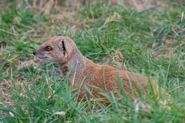 Portrait of a yellow mongoose (cynictis penicillata)