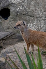Portrait of a yellow mongoose (cynictis penicillata)