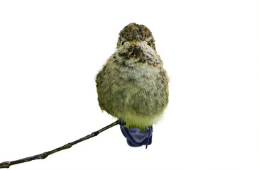 Anna's Hummingbird (Calypte Anna) Photo, Perched on a Transparent Isolated PNG Background