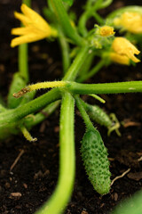 green garden cucumber