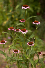 Medicinal plant Echinacea purpurea, purple echinacea flower with a bee in summer