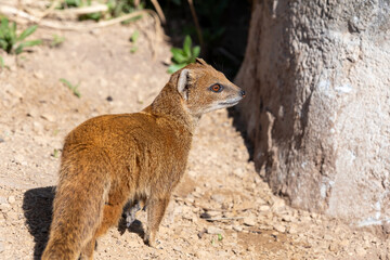 Obraz premium Portrait of a yellow mongoose (cynictis penicillata)