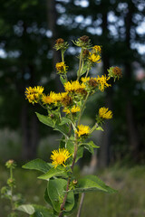 Inula is a perennial medicinal plant with yellow flowers growing in the field.