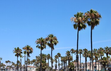 palm trees against blue sky