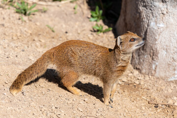 Portrait of a yellow mongoose (cynictis penicillata)