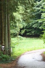 Schöner Waldweg durch grünen Laubwald bei Tageslicht