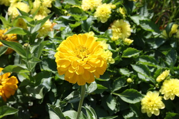 Gelbe Blume im Sommergarten