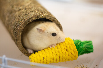 Cute white Russian hamster in a cage playing with a yellow carrot