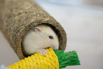 Cute white Russian hamster in a cage playing with a yellow carrot