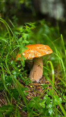 A big edible mushroom Boletus edulis in the forest in the middle of green grass. Selective focus. One of the most valuable edible mushrooms of the World.