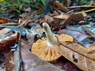 Poisonous mushrooms in the rainforest