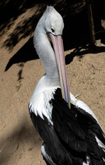 Australian Pelican (Pelecanus conspicillatus) scratching