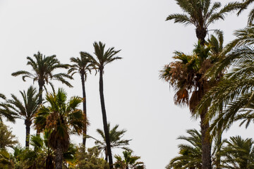 Obraz premium Tall palm trees rising against a gray sky, creating a tropical atmosphere. Ideal for summer-themed projects or travel brochures related to beach destinations.