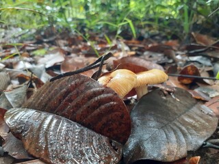 Poisonous mushrooms in the rainforest