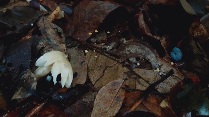 Poisonous mushrooms in a damp forest after rain