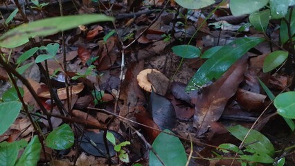 Poisonous mushrooms in a damp forest after rain