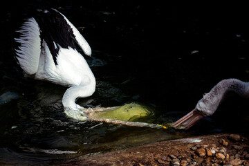 Australian Pelicans (Pelecanus conspicillatus) searching for a fish