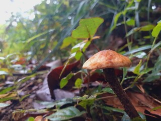 Poisonous mushrooms in a damp forest after rain