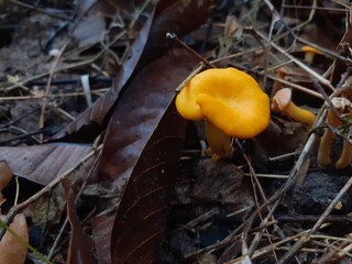 Poisonous mushrooms in a damp forest after rain