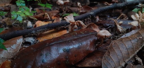 Poisonous mushrooms in a damp forest after rain