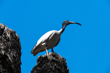Australian White Ibis (Threskiornis molucca) perching
