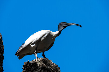 Australian White Ibis (Threskiornis molucca) perching