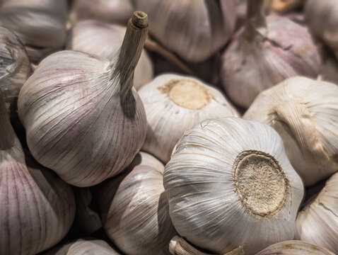 Horizontal image of multiple fresh garlic bulbs