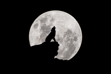 Black and white wolf howling at the moon