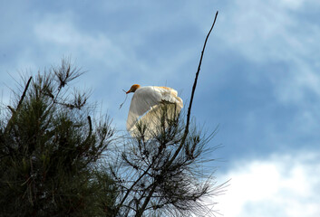 Cattle Egret (Ardea ibis) collecting nesting material