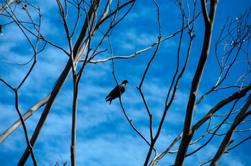 Domestic Pigeon (Columba livia domestica) perching on a tree branch