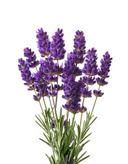 Fototapeta premium Vibrant lavender bouquet, perfect for aromatherapy, wellness, and natural beauty themes