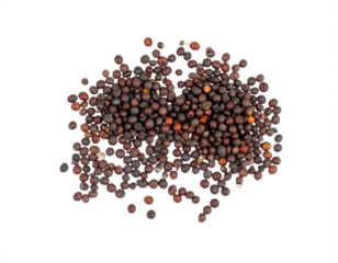 Pile of tiny brown mustard seeds ready for culinary use or ingredient creation