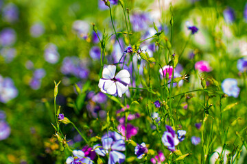 A vibrant meadow filled with blooming purple, white, and pink wildflowers in soft focus. The...