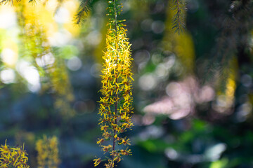 Close-up of a tall yellow wildflower blooming in a forest with beautiful natural bokeh. Sunlight highlights the delicate petals, creating a dreamy and serene botanical atmosphere